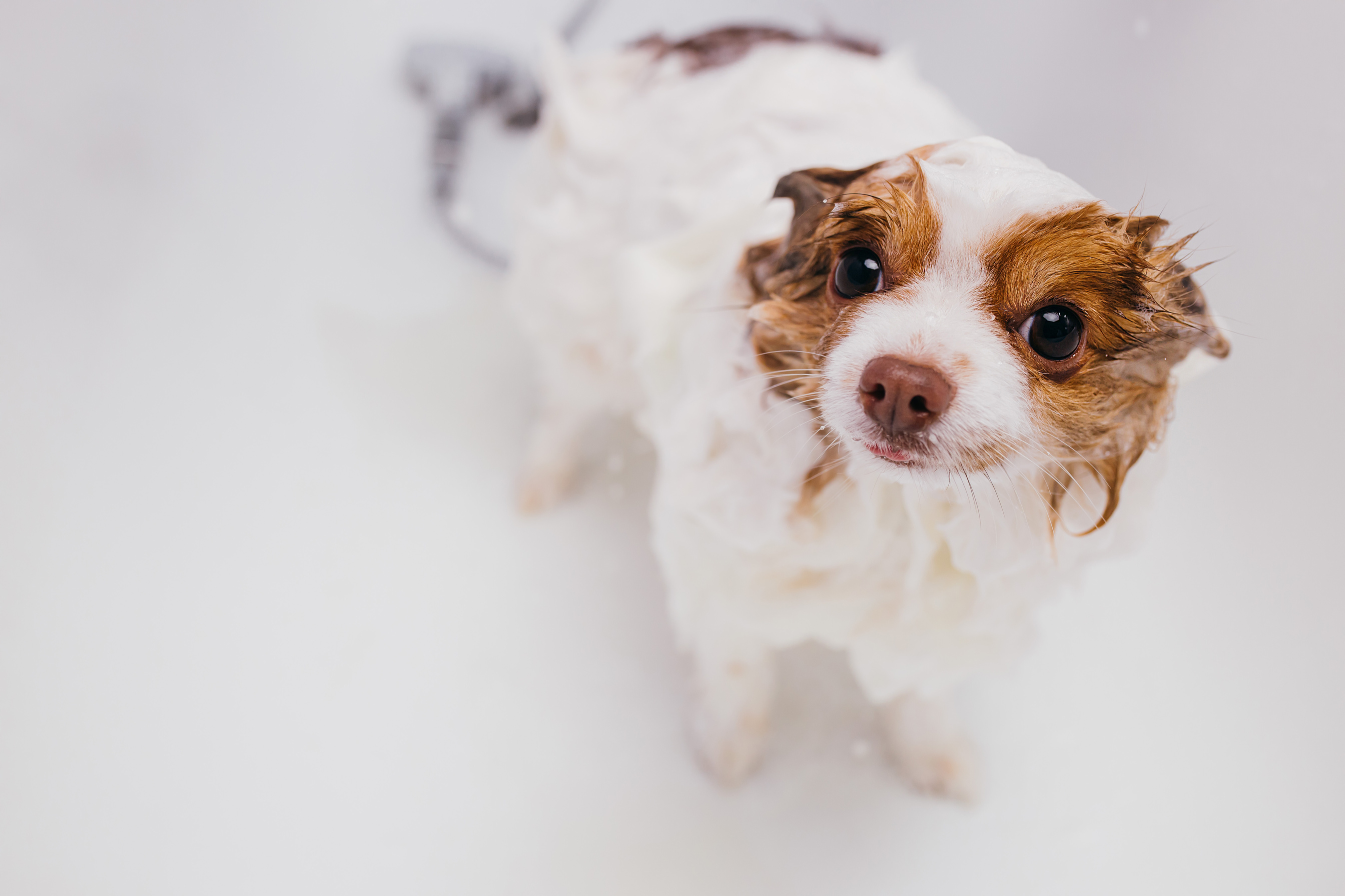 beautiful pet spitz get shower in bath